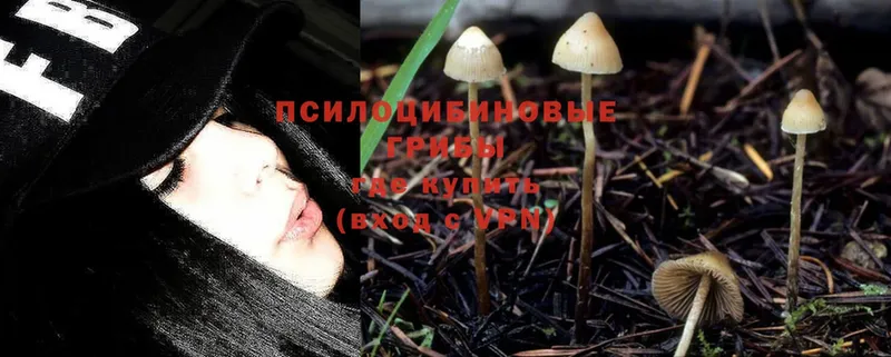 магазин  наркотиков  Новоалтайск  Псилоцибиновые грибы MAGIC MUSHROOMS 